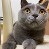 社長、島コテツ90(コテツ　猫　1歳)