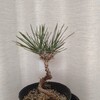 盆栽の植え替え