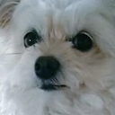 じゃみの日記
