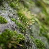 苔の生すまで