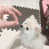 3ヶ月の子犬♡おすわりできるかな？