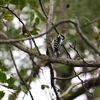 セジロコゲラ(Downy Woodpecker)