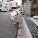 凛句の日記〜ときどきわんこ〜