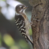 コゲラを撮影！