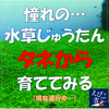 憧れの…水草じゅうたんタネから育ててみる(現在進行中…)