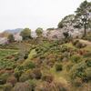 満開の桜花三昧ポタリング