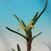 Maxillaria sp.