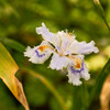 1か月ぶりの植物園 Ⅱ