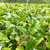 一番茶開始から一か月　二番茶開始まで約３週間