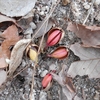 Quercus serrata　コナラ