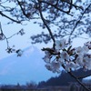 白津の桜