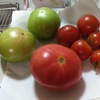 ダイソーのタネ　トマト収穫開始
