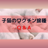子猫のワクチン接種時期は？気をつける事は？