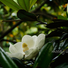 Evergreen Magnolia