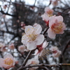 今日の植物園