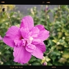 Photo No.2009 / がっかり…