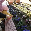 春の足音が🌸