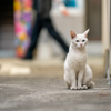 地元繁華街のねこさん