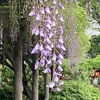 幻の藤まつり ～ 亀戸天神社（東京都江東区）