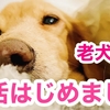 老犬リオ温活始めました（犬が寒い時の対策）