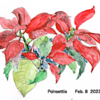 Poinsettia