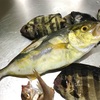 魚を全身食べる。骨の髄までね。【カンパチ、サンバソウを調理】