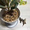 植物たちの元気がビミョー