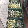 夏野菜の出荷（途中経過）