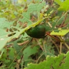 【生き物】ブドウとカナブン。