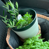 オリーブの植え替えがうまくいって新芽の可愛さにキュンキュンしてます