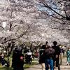 亀城公園 桜まつり（刈谷市）