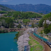 桜咲く落合川を通過する、国鉄色重連EF64-1000牽引の8084列車を撮る！