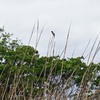オオヨシキリが鳴いています