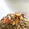 セファロタス成長記録=2026/3月15日 #食虫植物 #セファロタス #icos #著作権無料 #BGM