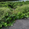 入川道の草刈😅