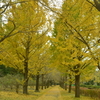昭和記念公園へ紅葉狩りに行く２