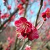  『鎌倉霊園草取り』