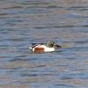 ハシビロガモなど、 びわ湖にて。