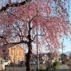 ４月１１日（木）東山温泉パークホテいる妻の喜寿の祝いだ、昨日一日花見あんにゃp