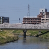 伏見川「橋桜」