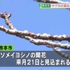 サクラの開花予想 熊本市は３月２１日頃 ほぼ平年並みか