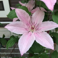 上を向いて咲くピンク ファンタジーが花盛りです 週末は晴天希望 上を向いて咲くピンク ファンタジーが花盛りです 週末は晴天希望