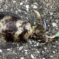 熊本天草 泳がせ エギング なんで私だけ 釣りの人 熊本天草 泳がせ エギング なんで私だけ 釣りの人