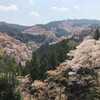 西行はどんな想いで桜を眺めたのでしょうね。