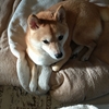 午前中の過ごし方、だよ
