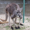 やってみよう！カンガルーの個体識別～サンタロウ～