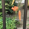 百合