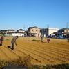 神原町花の会(花美原会)(４５３)     ポピーの種まき協同活動