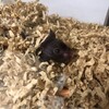 くろごまあん71日目