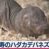 じじぃの「ハダカデバネズミ・死は生命の連続性を支える原動力？生物はなぜ死ぬのか」